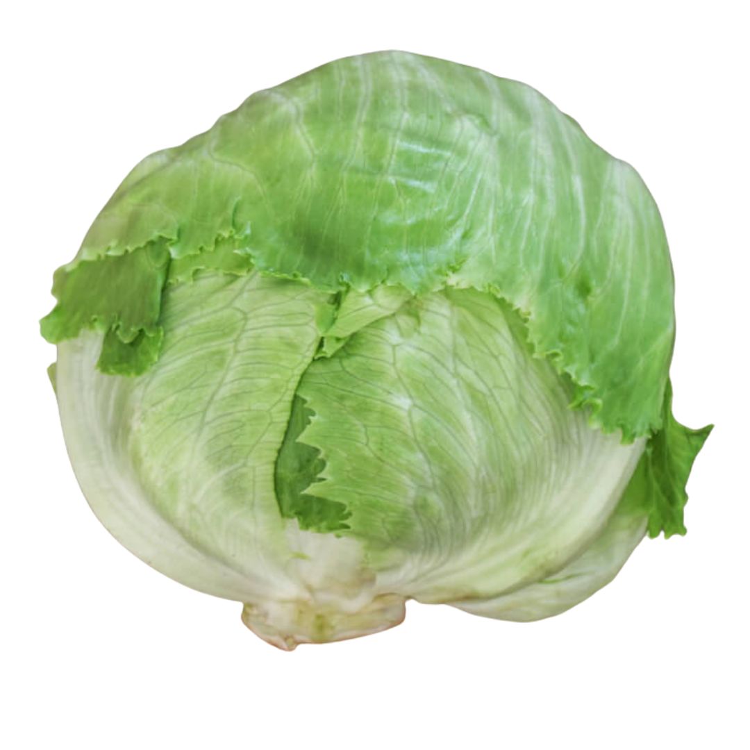 LECHUGA AMERICNA
